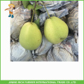 Großhandel frische Frucht beste Qualität Asien Birne Shandong Birne 60/70/80/90/100 / 110pcs 15Kg Karton